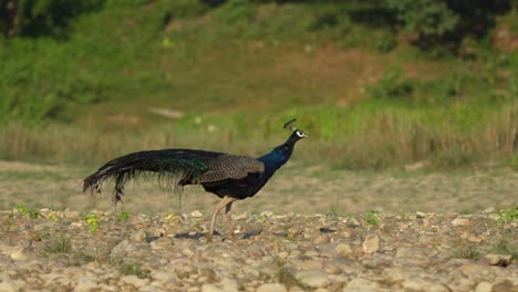 a peacock strutting along a river bank with the jungle in the background