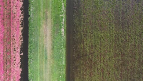 En-El-Centro-De-Wisconsin,-Un-Tractor-De-Grada-Corta-Un-Pantano-De-Arándanos-Y-Los-Derriba-De-La-Vid,-Lo-Que-Permite-Que-Los-Arándanos-Maduros-Floten-Hacia-La-Superficie-Del-Agua