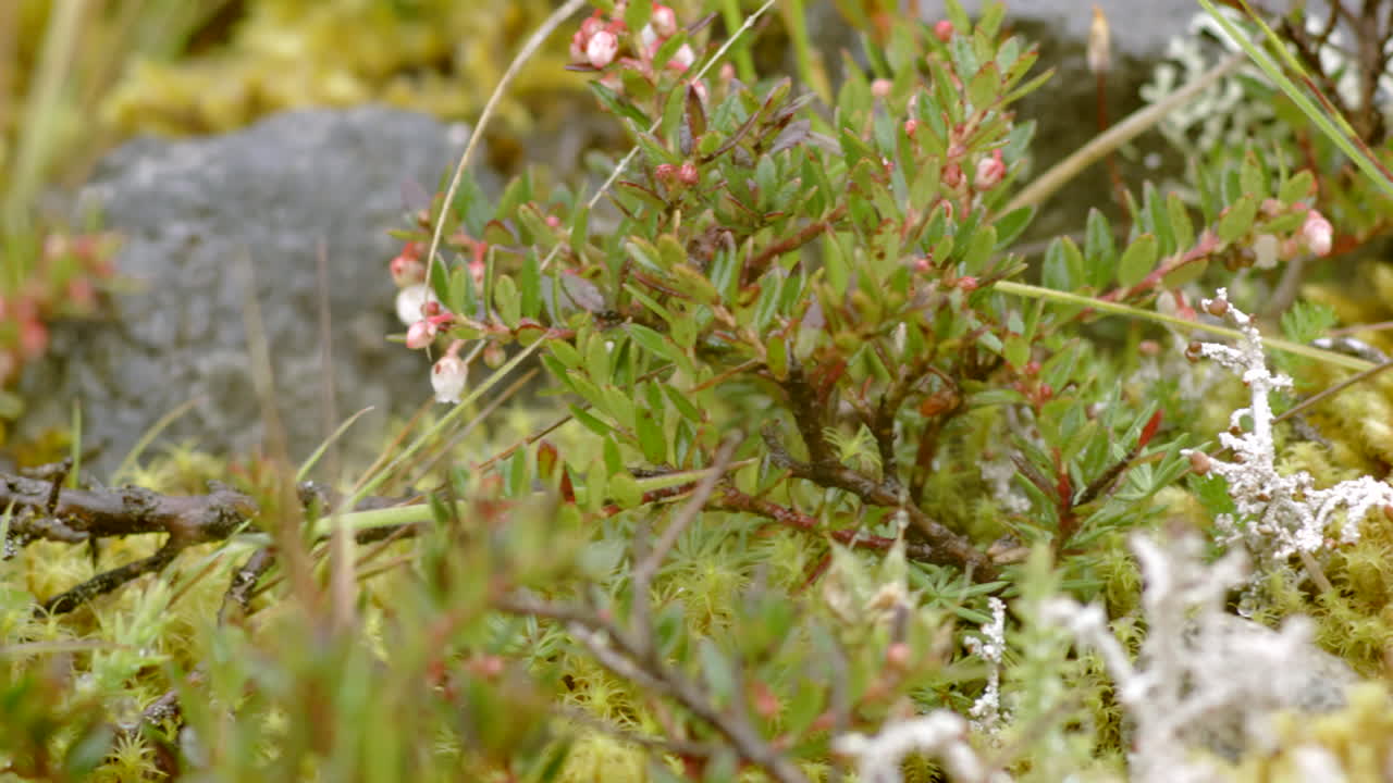 숲과 초목, 클로즈업