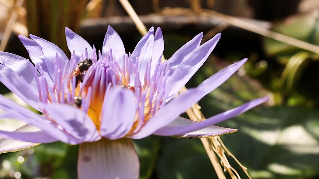 A bee collects nectar from a vibrant purple lotus flower in close-up detail.