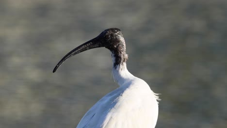 ibis standing near water, turning its head