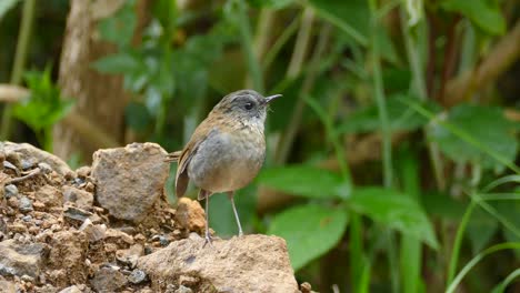 Super-cute-little-Robin-flapping-his-wings-and-looking-around