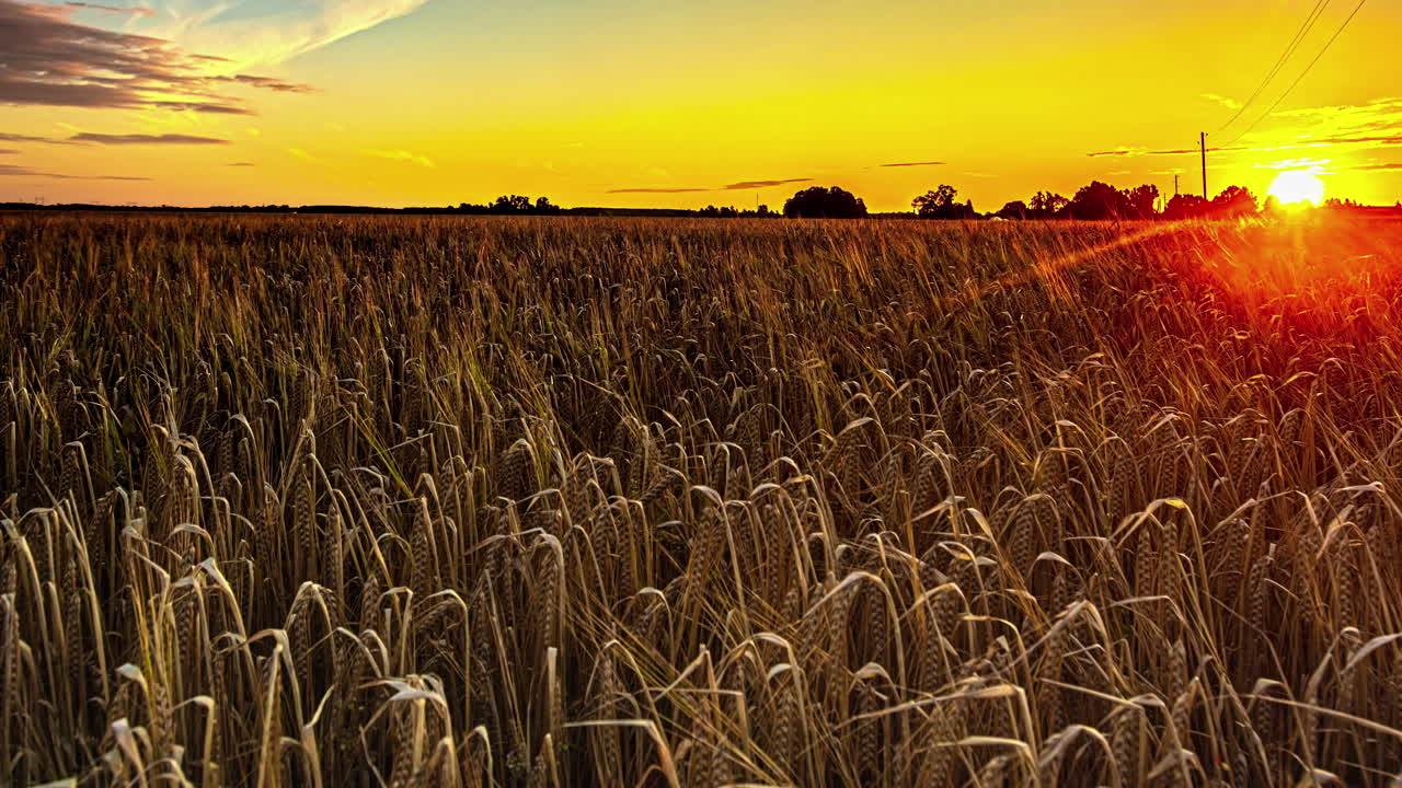 cultivos de campo de trigo iluminados por la luz solar brillante durante el día