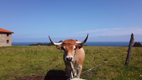 close-up of a big-horned limousine cow in a green meadow next to seaside