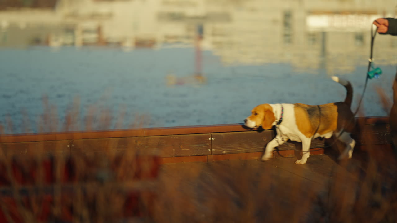 toma en cámara lenta de un beagle caminando con su dueño en un parque durante la hora dorada