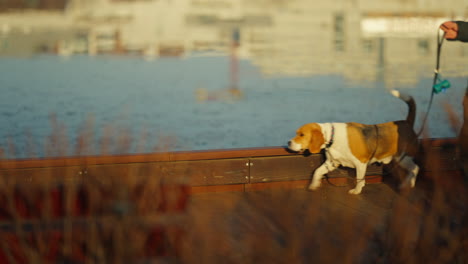 slow motion shot of a beagle walking with its owner at a park during golden hour