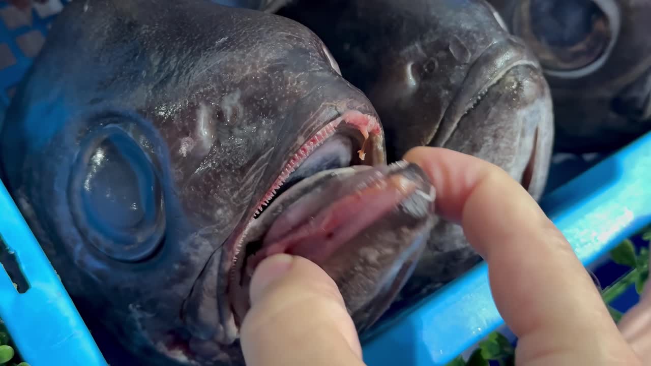 Close-up of hands checking fish gills for freshness at a seafood market display.