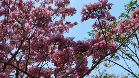 very dense pink flowers on the trees