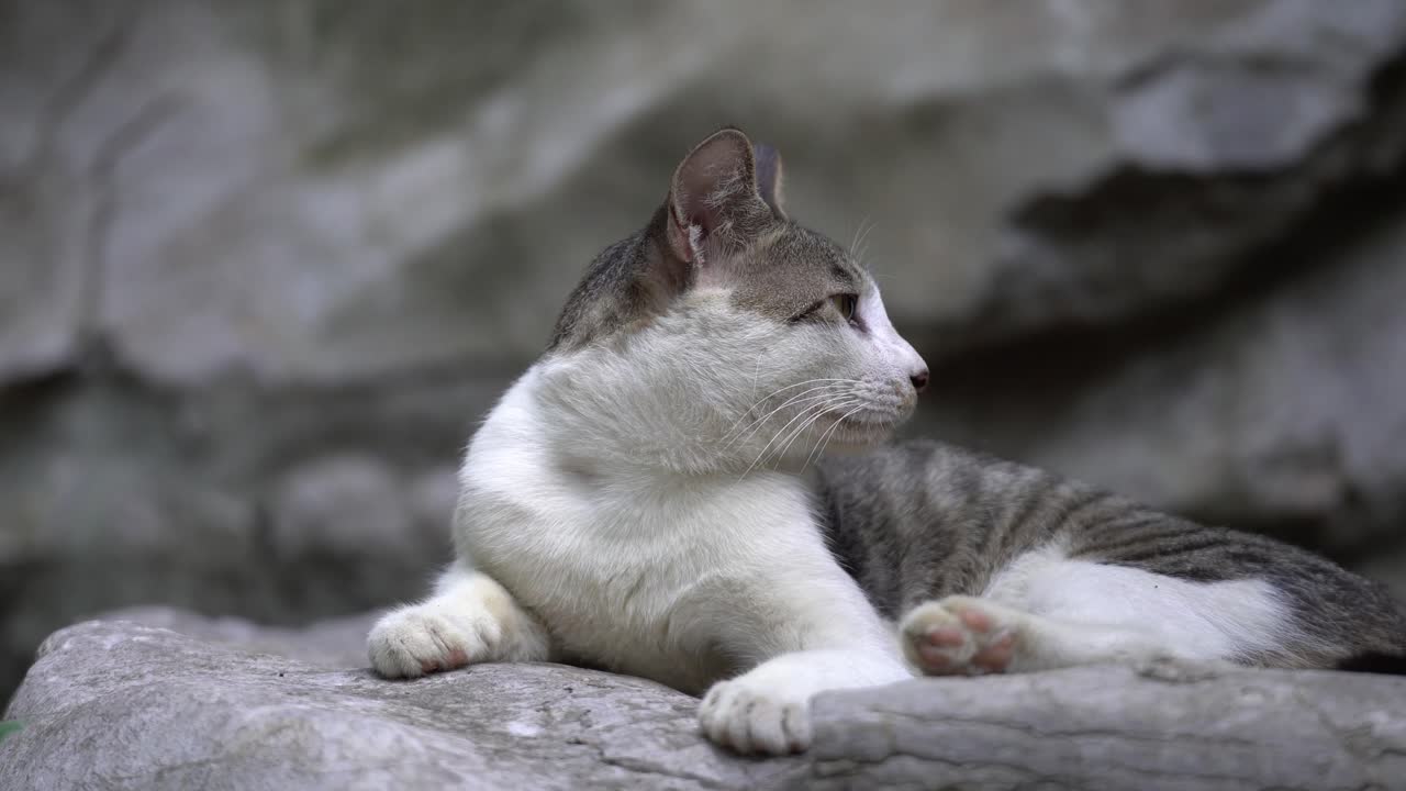 Gatto bicolore carino che riposa su una roccia al Parco Jing'An di Shanghai.