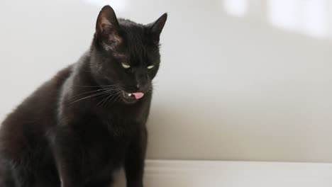 a huge adult black cat sitting inside the house