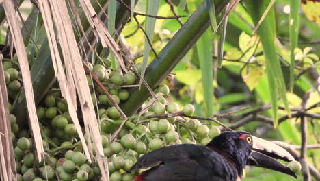 pájaro tucán aracari con collar visto comiendo semillas verdes posado en una rama de la selva tropical