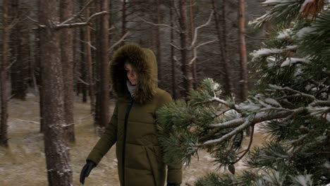 young woman in green winter clothes walks in the pine wood along the sandy shore of the baltic sea beach, wide tracking shot trough the pine branches