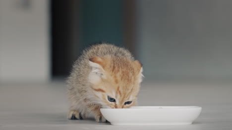 ⁇ えた子猫が食料の鉢に走り込み ⁇ 食べ始める