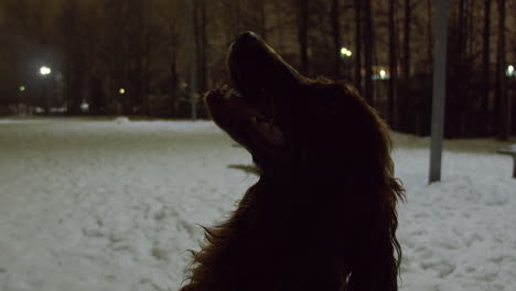 closeup profile view as irish setter dog looks up on cold winter night