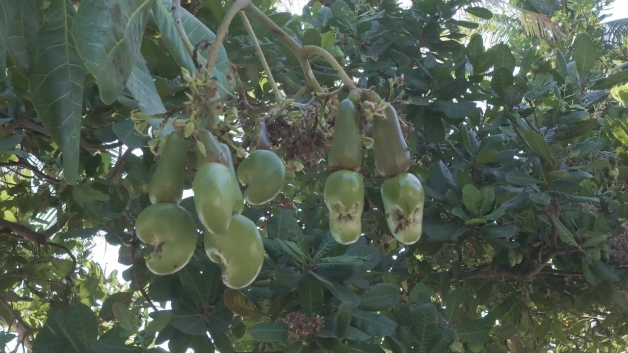 Frutti di anacardo verdi che crescono su un ramo d'albero