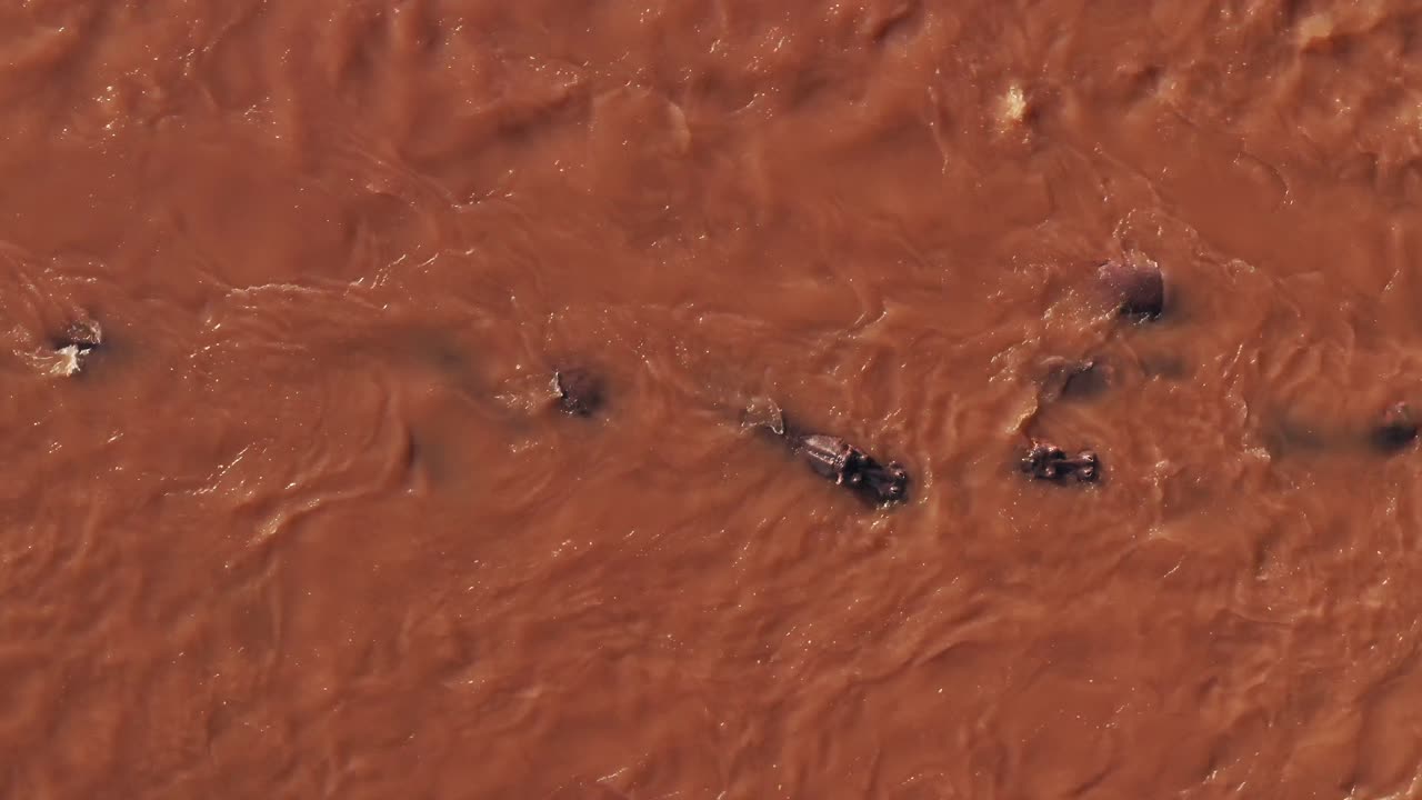 마라 강 에 있는 히포포스 위 아래 수직 항공기 드론  ⁇  뷰, 아름다운 아프리카 풍경 풍경 마사이 마라 국립 보호 구역 의 흐르는 물 에 있는 히포포스 집단 의 풍경