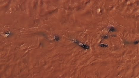 Hippos-in-Mara-River-Top-Down-Vertical-Aerial-Drone-Shot-View,-Beautiful-African-Landscape-Scenery-of-a-Group-of-Hippo-in-the-Flowing-Water-of-Maasai-Mara-National-Reserve,-Kenya,-Africa