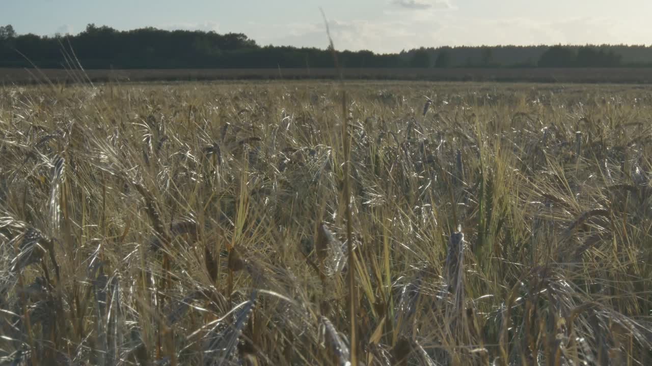 화창한 여름날의 농업 분야