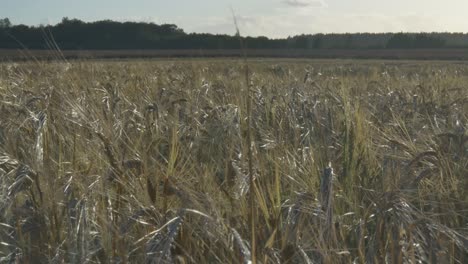 agricultural field on a sunny summer day