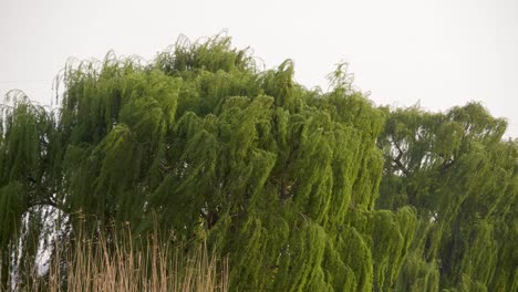 Un-Hermoso-Sauce-Llorón-En-El-Viento-Con-Sus-Elegantes-Ramas