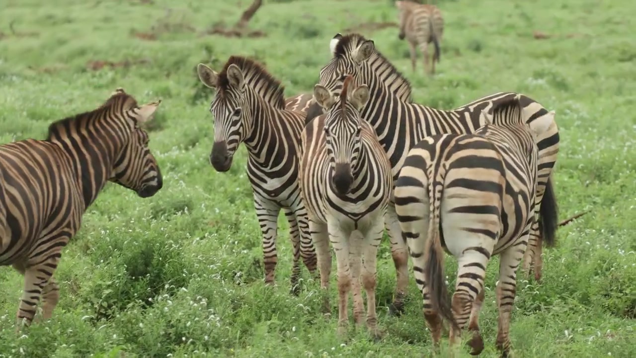 Zebra delle pianure che calcia un'altra zebra prima di scappare, Parco Nazionale Kruger, Sudafrica
