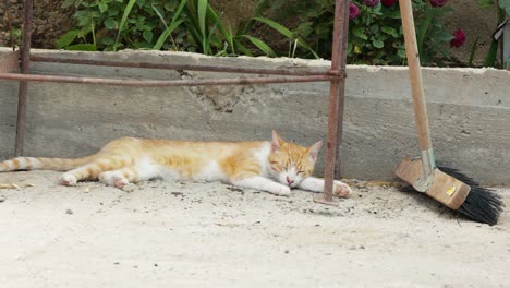 Hauskatze,-Die-Sich-Hinlegt,-Schläft-Im-Hof-Des-Hauses-Im-Freien