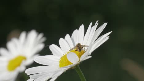 Schwebfliege-Auf-Gänseblümchenpflanze