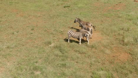 drone footage of four zebra standing close to each other in the wild