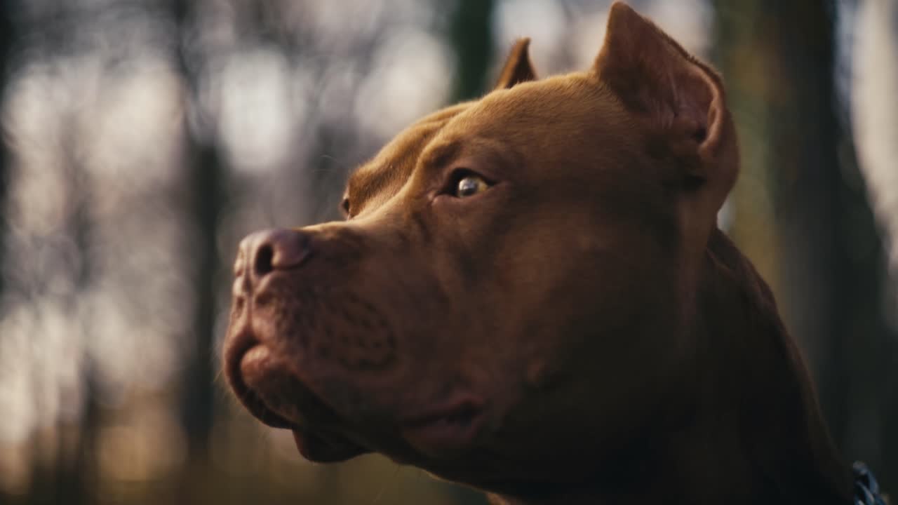 Um homem passeando com seu Pit Bull terrier em um parque.