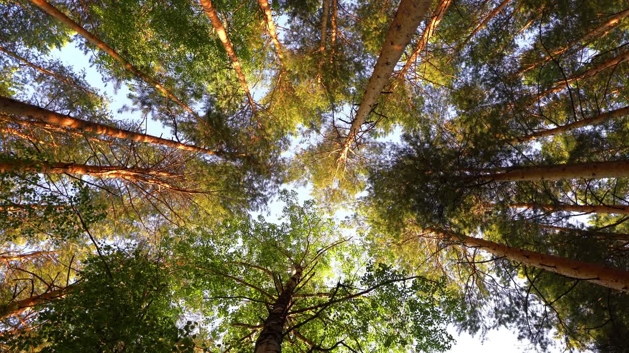 Un paesaggio estivo magico. Chiome verdi degli alberi. Ripresa dal basso, panoramica. Movimento fluido della telecamera. Concetto estivo, video in loop, video 4K.