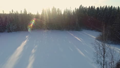 Aerial-forward-and-tilt-down-over-coniferous-snowy-forest-in-winter-season-on-sunny-day