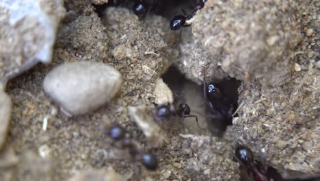 ants running to their anthill. morning sunlight. ant community. extreme macro close up shot.