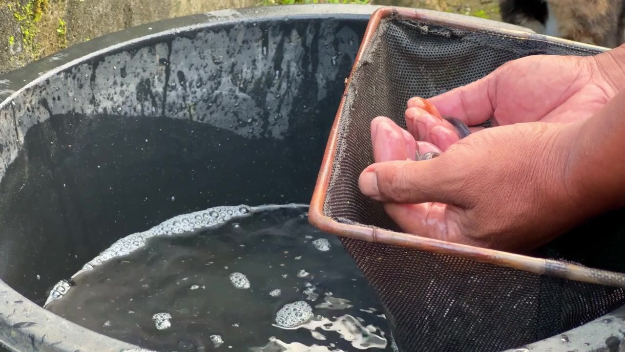 Kädet lajittelemassa pieniä monneja vesiastiassa, vesiviljelyä, kalankasvatusta, makean veden lajeja, maaseudun työympäristö.