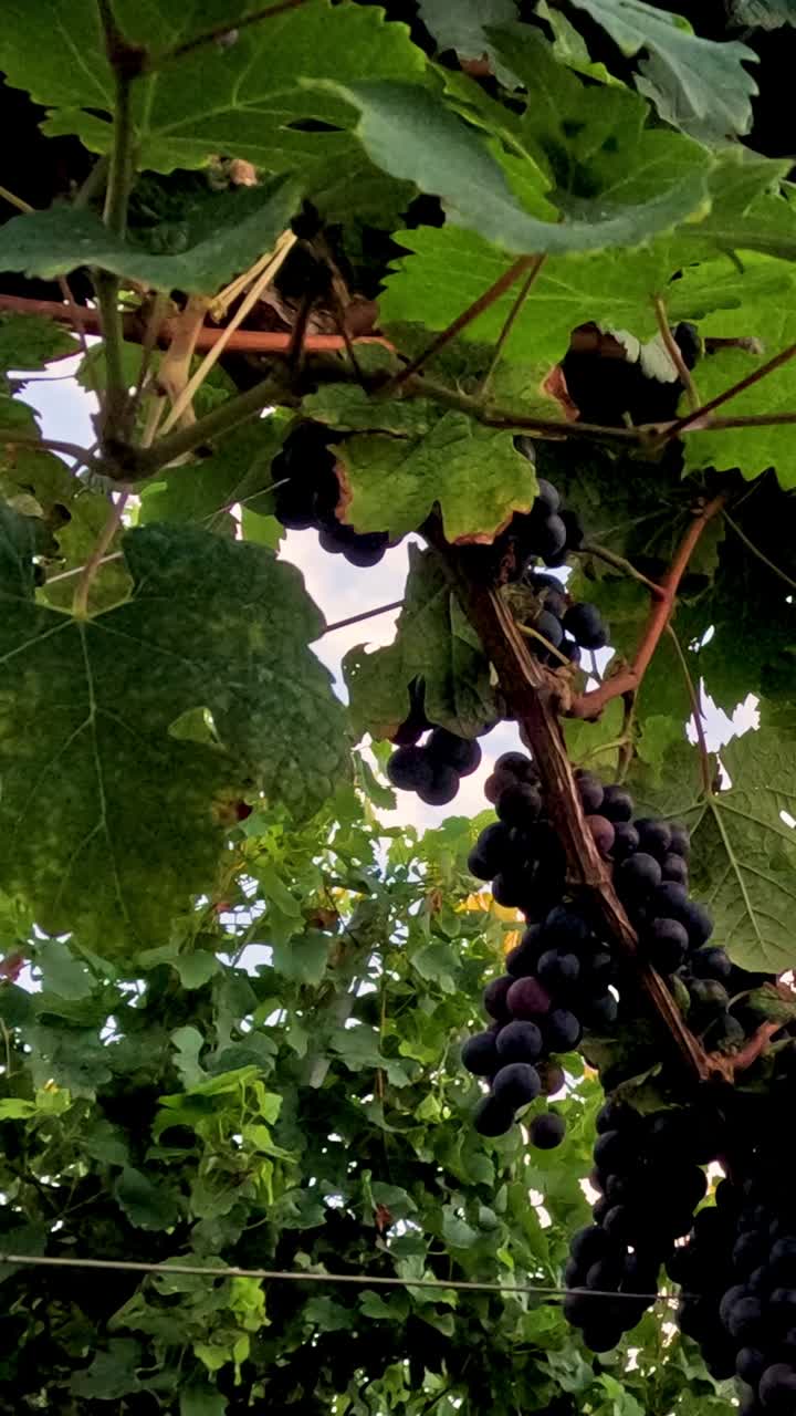 viñas exuberantes con un fondo de cielo sereno