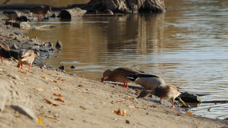 ducks on the shore of a lake