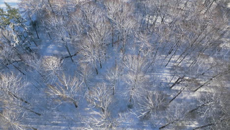 aerial shot of frosted trees in winter landscape