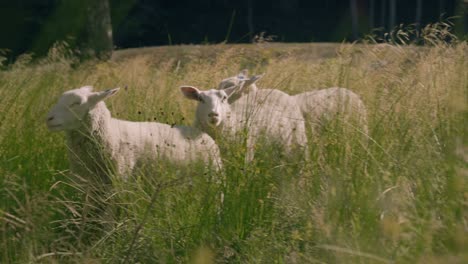 sheep in a meadow