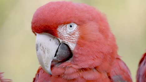 macro primer plano de guacamayo rojo y verde descansando en el desierto - disparo a cámara lenta