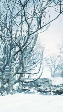 árboles cubiertos de nieve en invierno