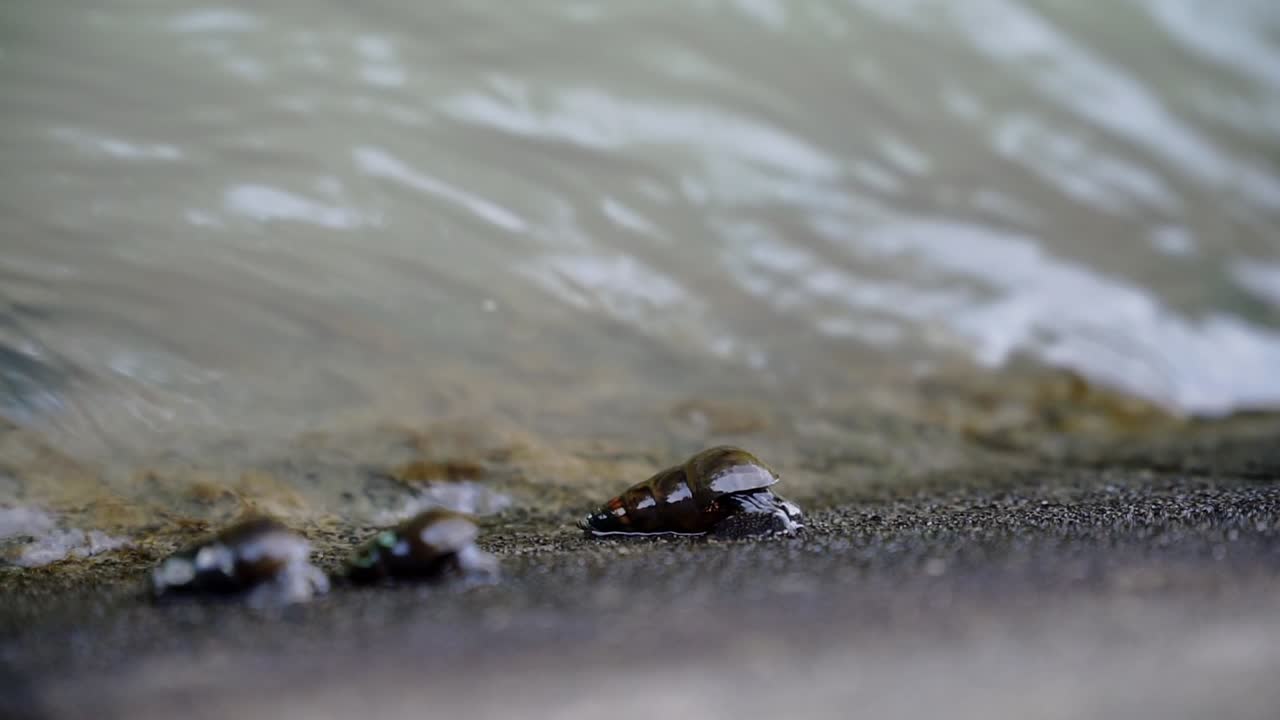 Slow motion video of river snails on the river