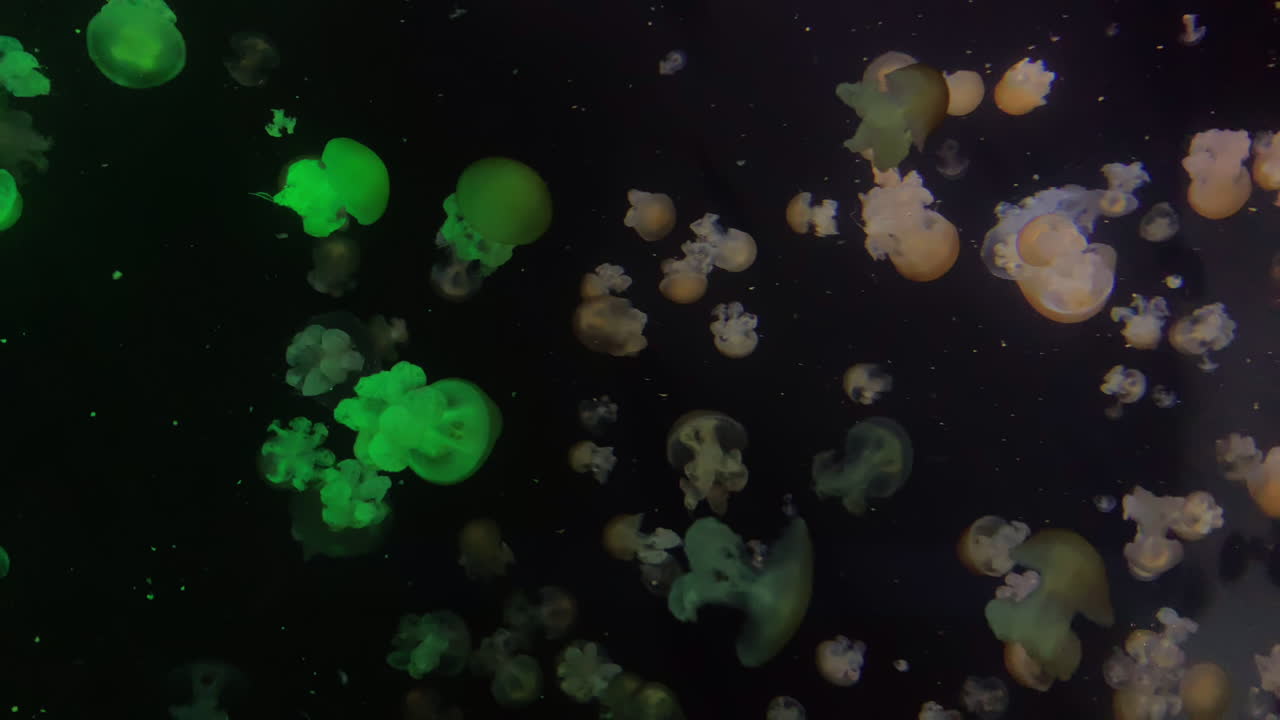 Jellyfish - Lychmoriza Lucerna - Rainbow jellyfish at Kamon Aquarium, Japan