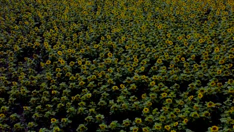 reverse birds view drone flight over yellow blooming sunflower field and cloudy sky