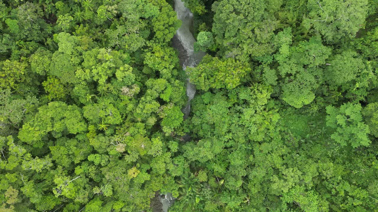 drone volando sobre y siguiendo un río sinuoso que fluye a través de una densa jungla