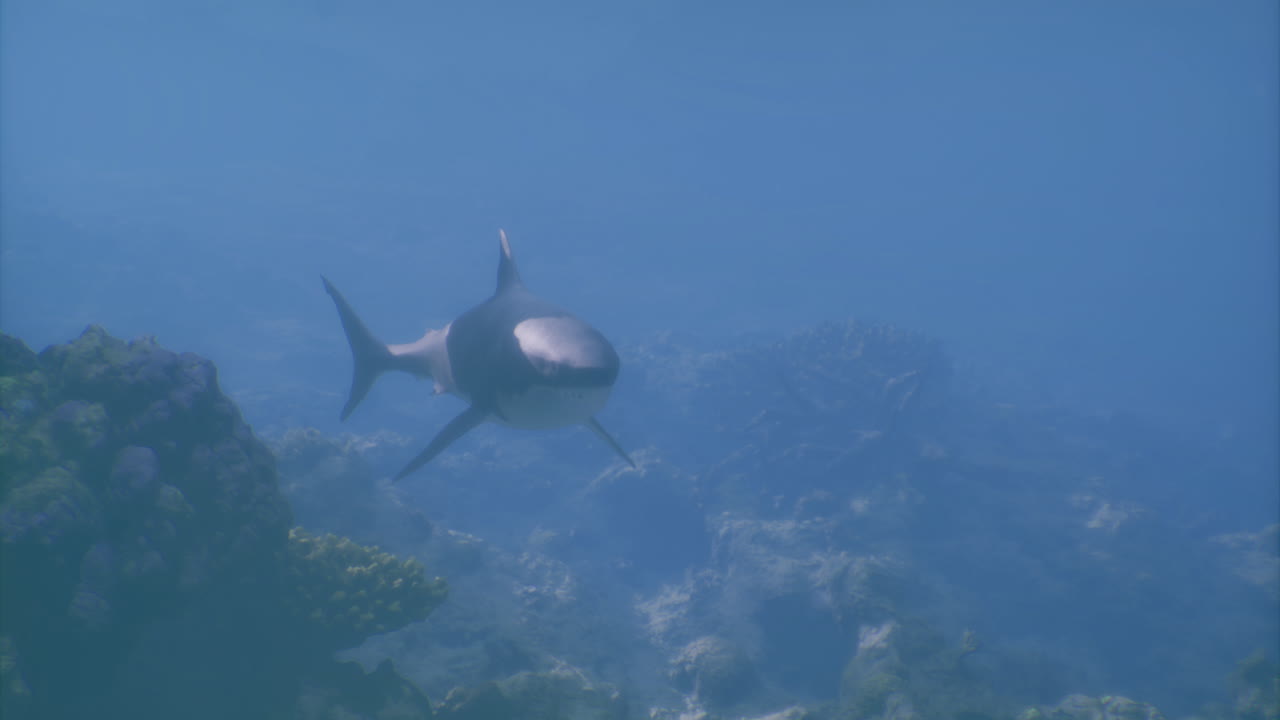 Large shark swims gracefully in clear ocean water near coral reef
