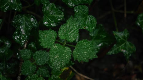 dark green leaves closeup