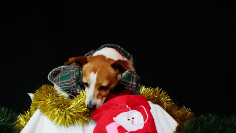 jack russell con un traje navideño festivo recibe un regalo en una bolsa, fondo oscuro