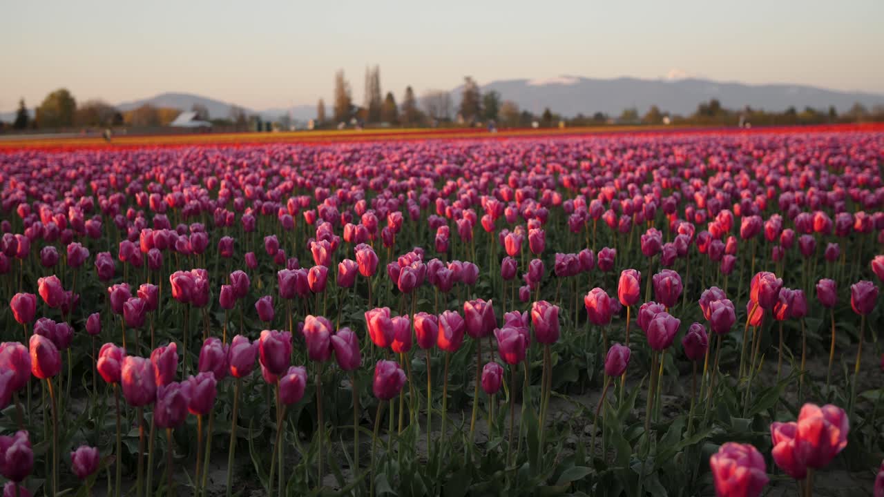 moviéndose a través del campo de tulipanes rosas