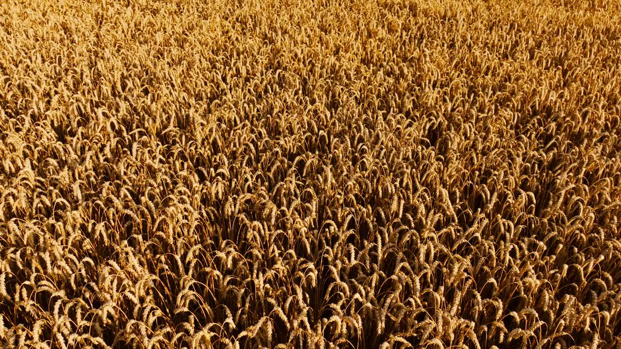 Vista aérea cercana de un campo de trigo maduro que refleja una alimentación saludable y comida natural