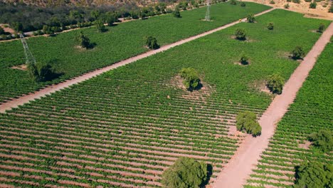 rotating shot of trees and powerlines in a vineyard in the maipo canyon in chile