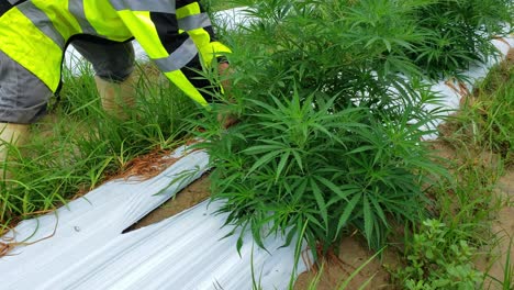 Farm-worker-in-bright-yellow-and-black-rain-jacket-cutting-trimmings-from-hemp-plants-to-make-clones-for-future-crops